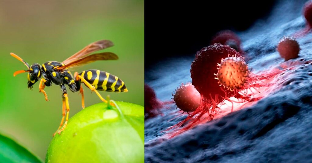 Salud: Estudio descubre que veneno de avispa puede combatir el cáncer