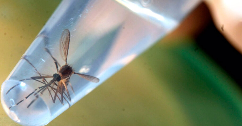 Liberan mosquitos genéticamente modificados en diferentes ciudades