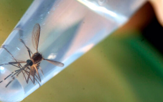 Liberan mosquitos genéticamente modificados en diferentes ciudades