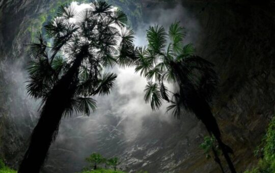 China: Bosque gigantesco
