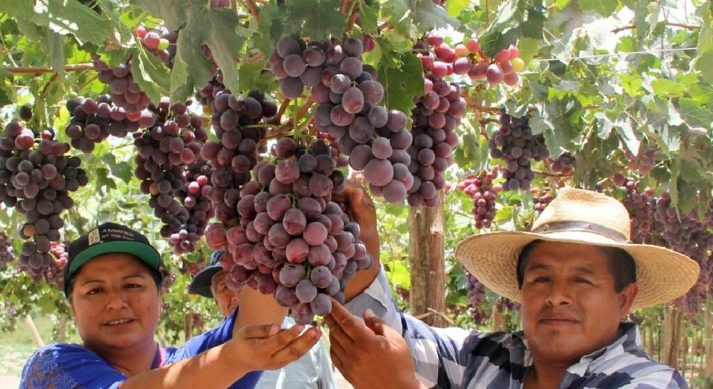 Perú proveedores de uva