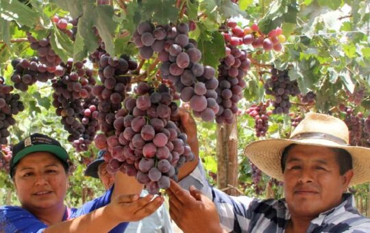 Perú proveedores de uva