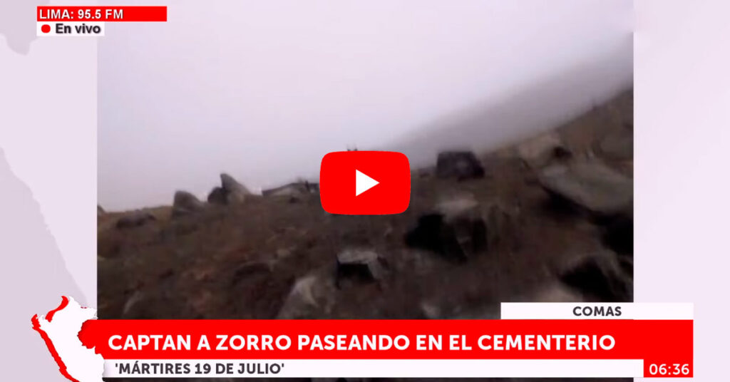 RUN RUN 2: Otro zorro andino es visto entre nichos de cementerio y causa furor [VIDEO]