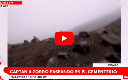 RUN RUN 2: Otro zorro andino es visto entre nichos de cementerio y causa furor [VIDEO]