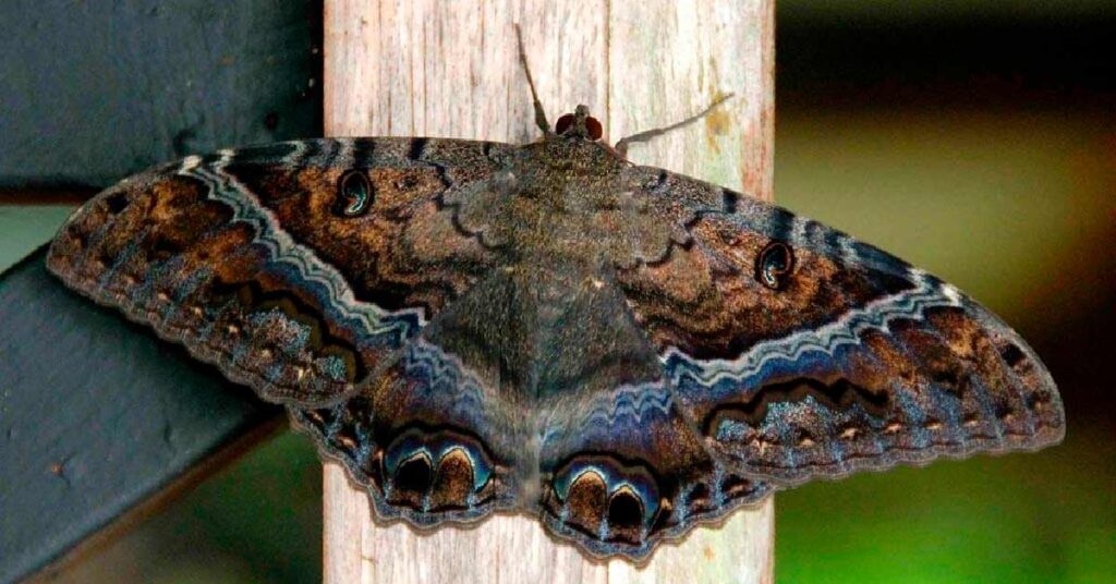 Mariposa Negra: ¿Cuál es el significado oculto que se le atribuye a este insecto?