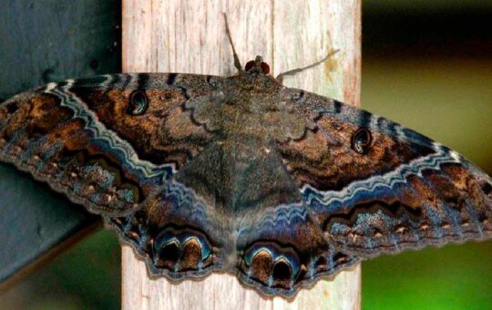 Mariposa Negra: ¿Cuál es el significado oculto que se le atribuye a este insecto?