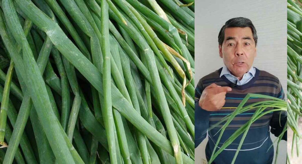 cebolla china