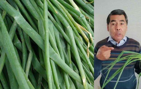 cebolla china
