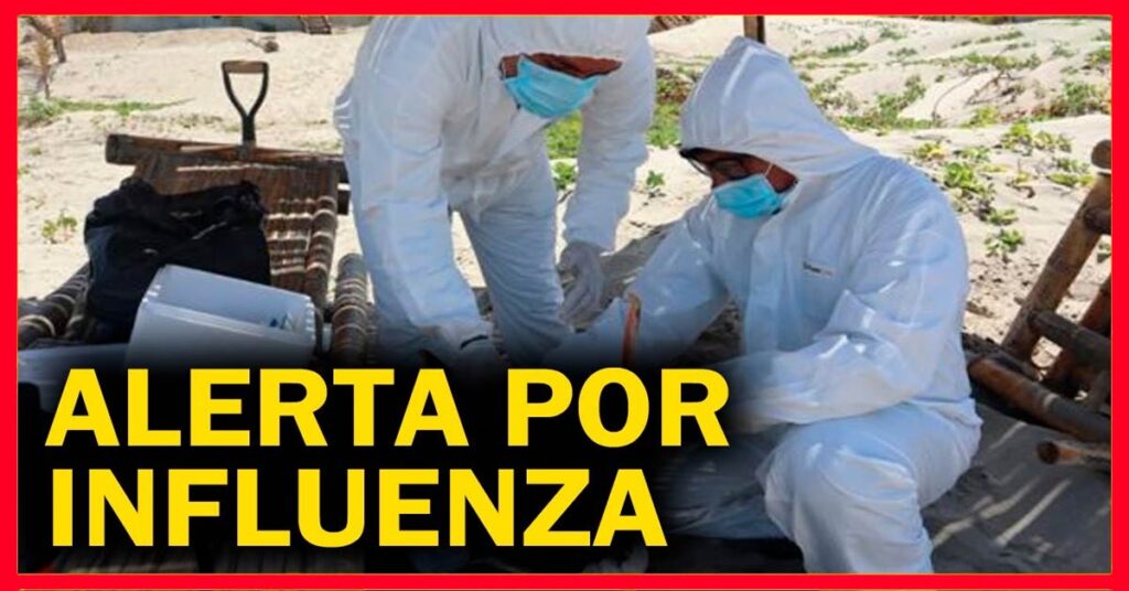 SENASA: ALERTA SANITARIA NACIONAL POR GRIPE AVIAR